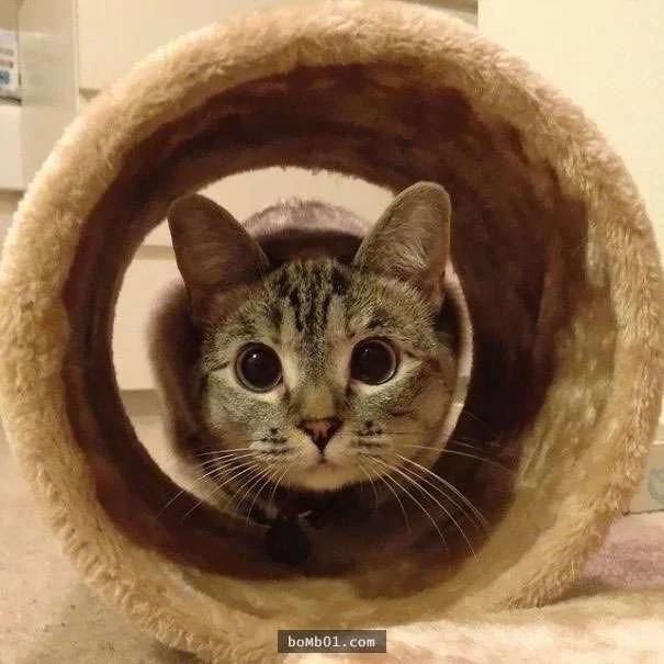萌猫的一双眼睛疗愈320万粉丝心 遭遇让人心疼啊!