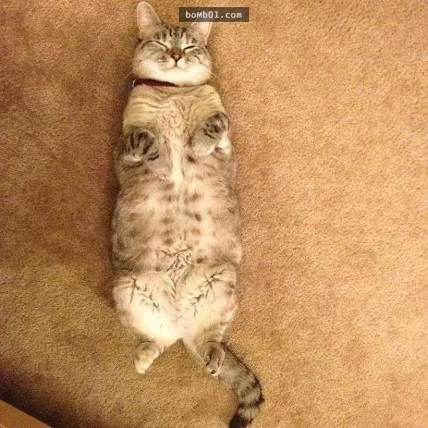 萌猫的一双眼睛疗愈320万粉丝心 遭遇让人心疼啊!