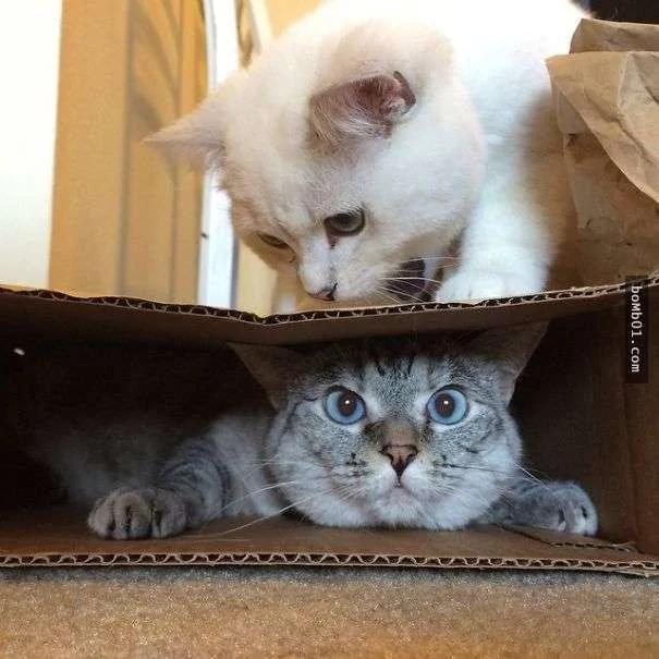 萌猫的一双眼睛疗愈320万粉丝心 遭遇让人心疼啊!