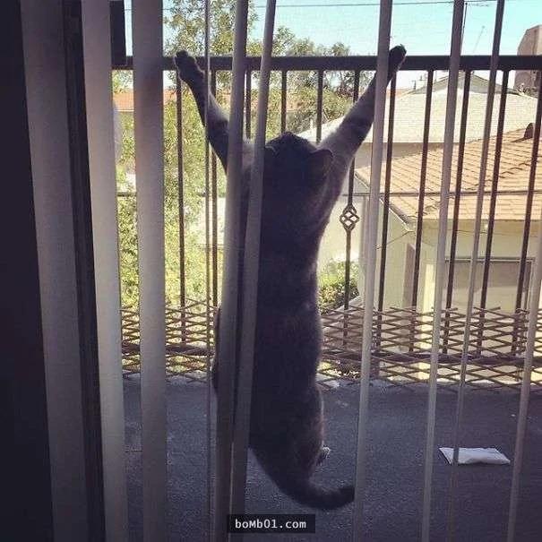 萌猫的一双眼睛疗愈320万粉丝心 遭遇让人心疼啊!