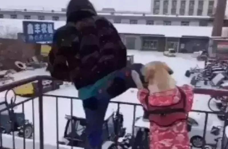 主人跳楼自杀 狗狗抱住主人的大腿 呜呜地哀叫!