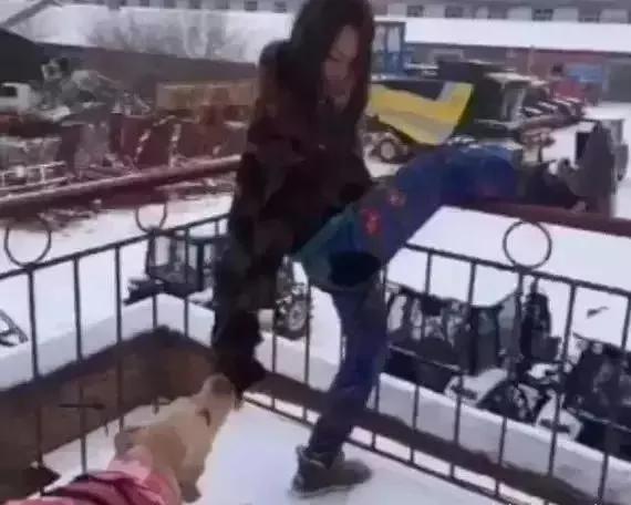 主人跳楼自杀 狗狗抱住主人的大腿 呜呜地哀叫!