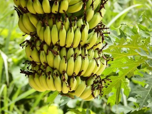 眼睛干涩、肿痛、视力下降?吃对食物有助缓解眼疲劳