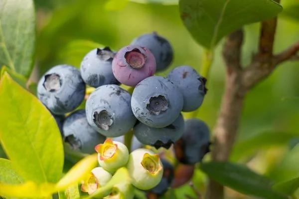 眼睛干涩、肿痛、视力下降?吃对食物有助缓解眼疲劳