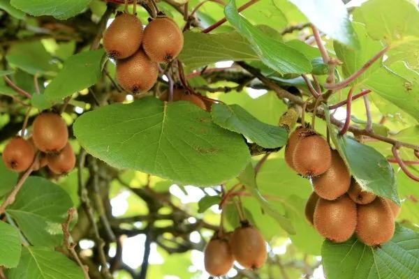 眼睛干涩、肿痛、视力下降?吃对食物有助缓解眼疲劳
