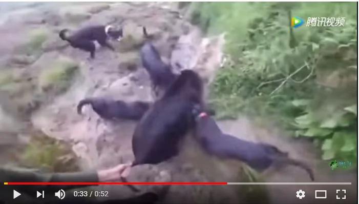 猎犬狂吠 主人随声狂奔而至 接着见到惊险一幕！
