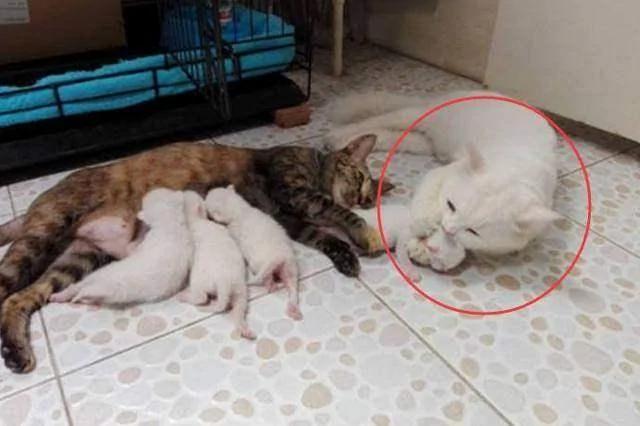 白猫“潜逃隔壁家”帮花猫照顾宝宝!网友一看笑歪!