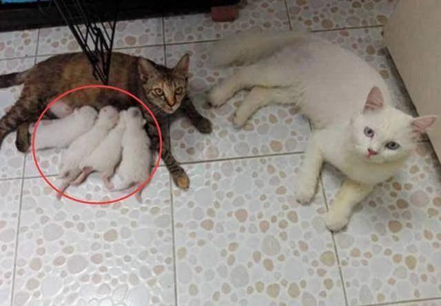 白猫“潜逃隔壁家”帮花猫照顾宝宝!网友一看笑歪!