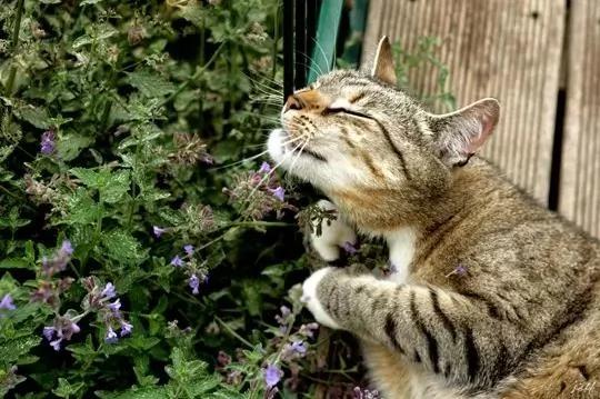 猫咪碰不得的东西 碰到会发生笑掉大牙的事儿!