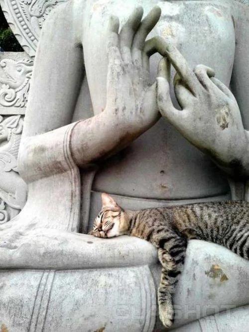 猫咪碰不得的东西 碰到会发生笑掉大牙的事儿!
