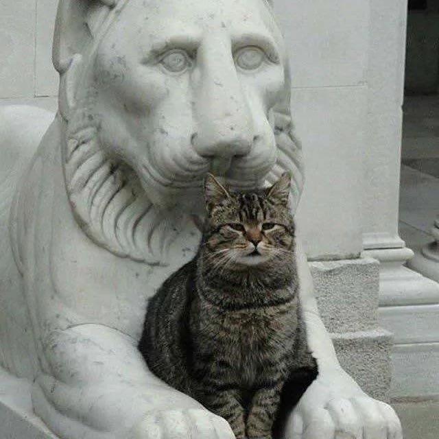 猫咪碰不得的东西 碰到会发生笑掉大牙的事儿!