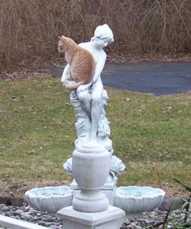 猫咪碰不得的东西 碰到会发生笑掉大牙的事儿!