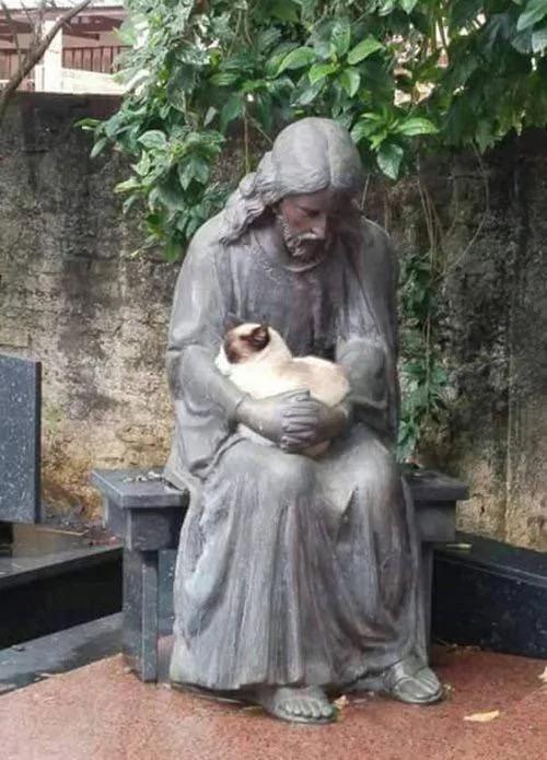 猫咪碰不得的东西 碰到会发生笑掉大牙的事儿!