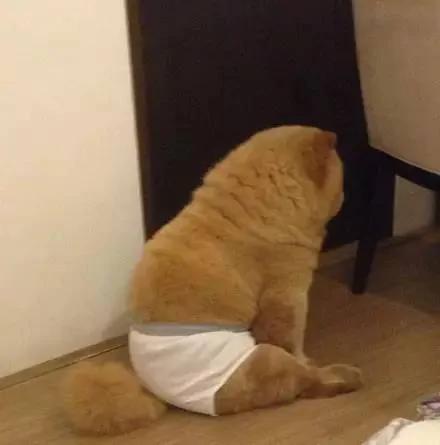 夏天热 主人带松狮犬去理毛 结果它生气的样子超萌!