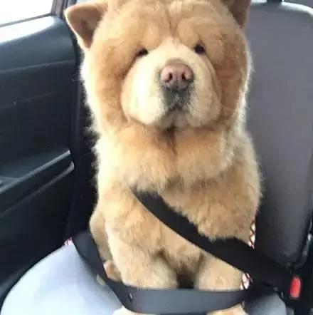 夏天热 主人带松狮犬去理毛 结果它生气的样子超萌!