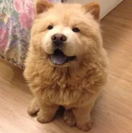 夏天热 主人带松狮犬去理毛 结果它生气的样子超萌!