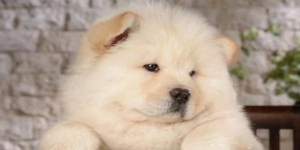 夏天热 主人带松狮犬去理毛 结果它生气的样子超萌!