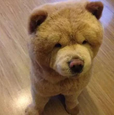 夏天热 主人带松狮犬去理毛 结果它生气的样子超萌!