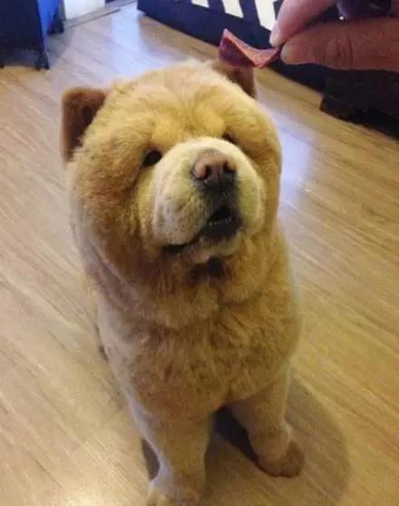 夏天热 主人带松狮犬去理毛 结果它生气的样子超萌!