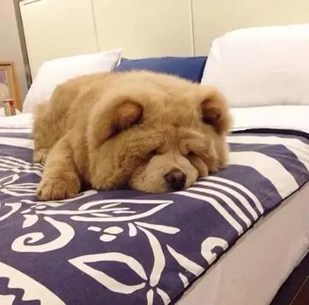 夏天热 主人带松狮犬去理毛 结果它生气的样子超萌!