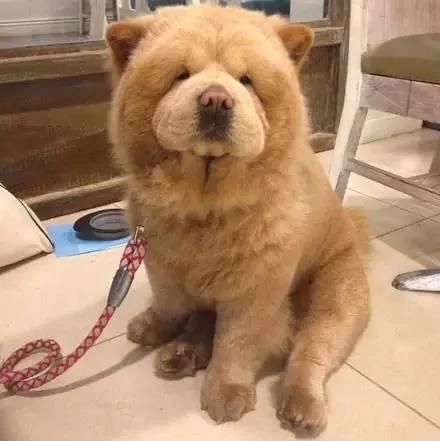 夏天热 主人带松狮犬去理毛 结果它生气的样子超萌!