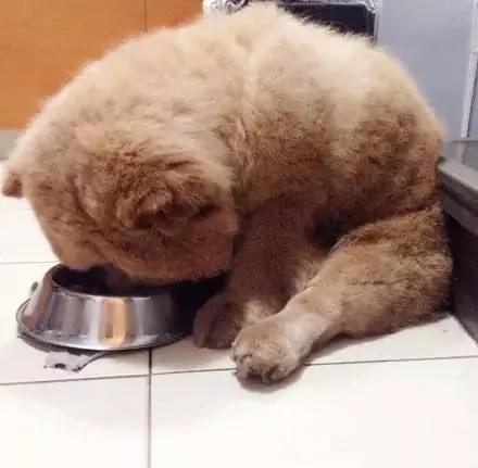 夏天热 主人带松狮犬去理毛 结果它生气的样子超萌!