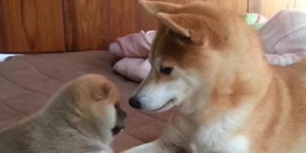 这只柴犬宝宝“手脚太短” 却想拨开妈妈 太萌了!