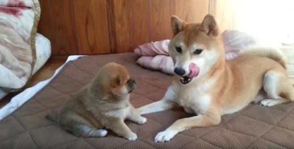 这只柴犬宝宝“手脚太短” 却想拨开妈妈 太萌了!