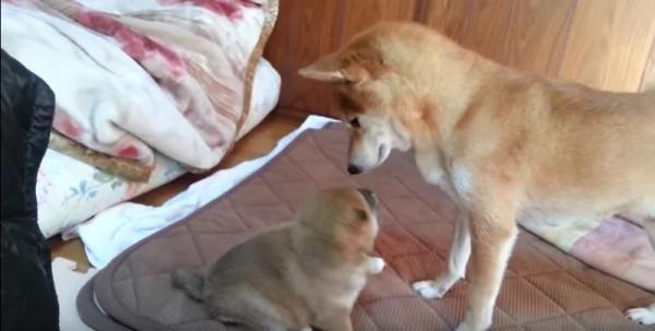 这只柴犬宝宝“手脚太短” 却想拨开妈妈 太萌了!