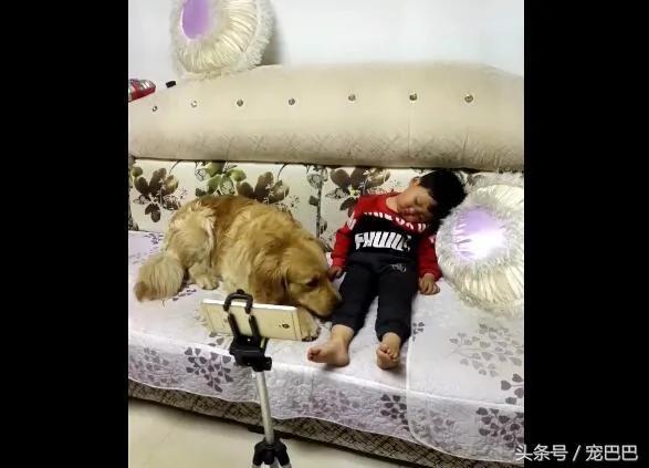 金毛见小主人睡着 脚伸过去动一下 接下来好暖心!