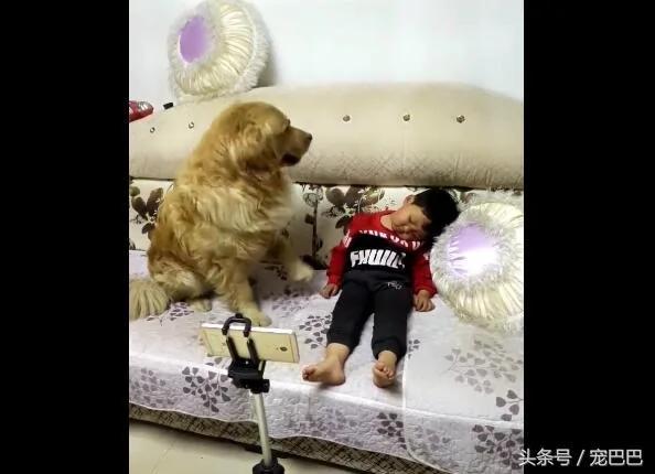 金毛见小主人睡着 脚伸过去动一下 接下来好暖心!