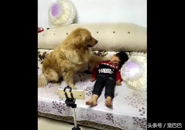 金毛见小主人睡着 脚伸过去动一下 接下来好暖心!