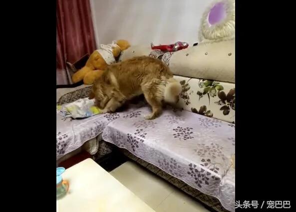 金毛见小主人睡着 脚伸过去动一下 接下来好暖心!