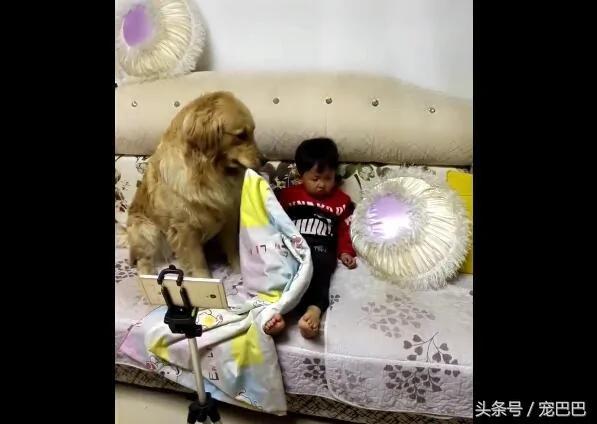 金毛见小主人睡着 脚伸过去动一下 接下来好暖心!