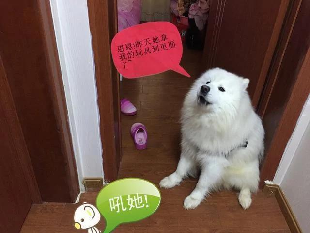 玩具落在女儿房里 狗狗一大早就坐门口等着 表情委屈的不行