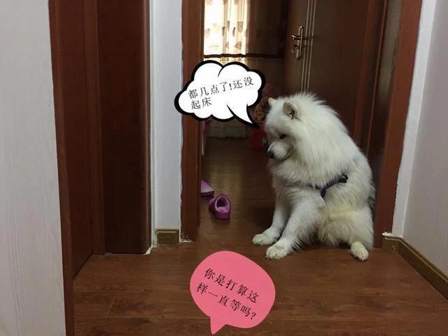 玩具落在女儿房里 狗狗一大早就坐门口等着 表情委屈的不行