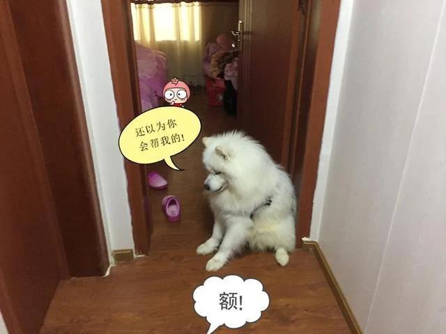 玩具落在女儿房里 狗狗一大早就坐门口等着 表情委屈的不行