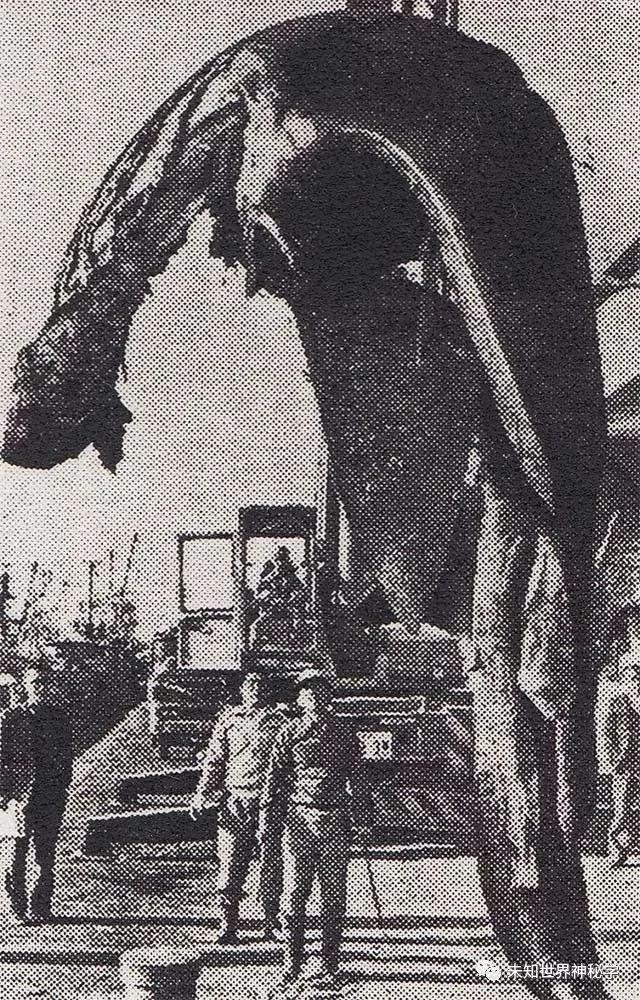 深海神秘生物:1977年太平洋怪尸事件