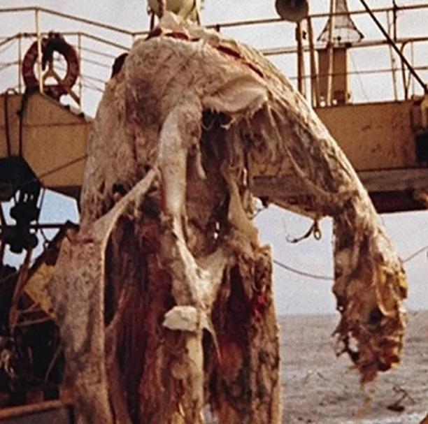 深海神秘生物:1977年太平洋怪尸事件