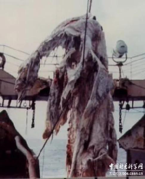 深海神秘生物:1977年太平洋怪尸事件