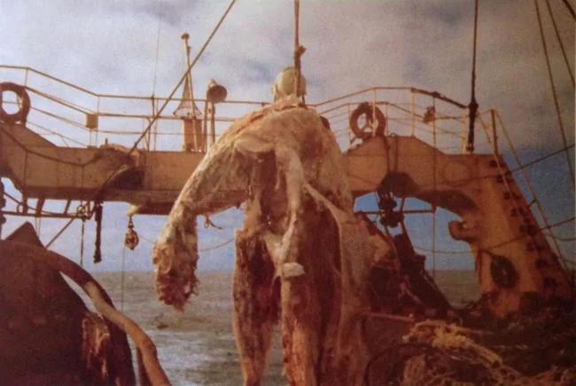 深海神秘生物:1977年太平洋怪尸事件