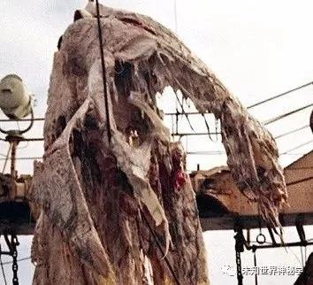 深海神秘生物:1977年太平洋怪尸事件