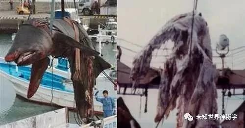深海神秘生物:1977年太平洋怪尸事件