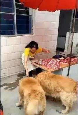 两只胖金毛天天去肉摊蹭肉吃 老板娘都招架不住了!