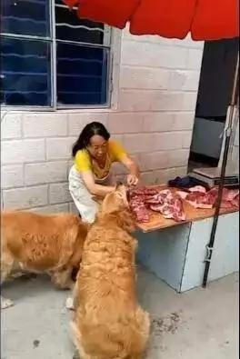 两只胖金毛天天去肉摊蹭肉吃 老板娘都招架不住了!
