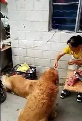 两只胖金毛天天去肉摊蹭肉吃 老板娘都招架不住了!