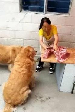 两只胖金毛天天去肉摊蹭肉吃 老板娘都招架不住了!
