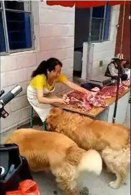 两只胖金毛天天去肉摊蹭肉吃 老板娘都招架不住了!