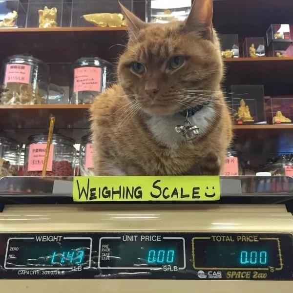 杂货店老板收养一只猫咪 猫咪为老板打工九年 成活体招财猫!