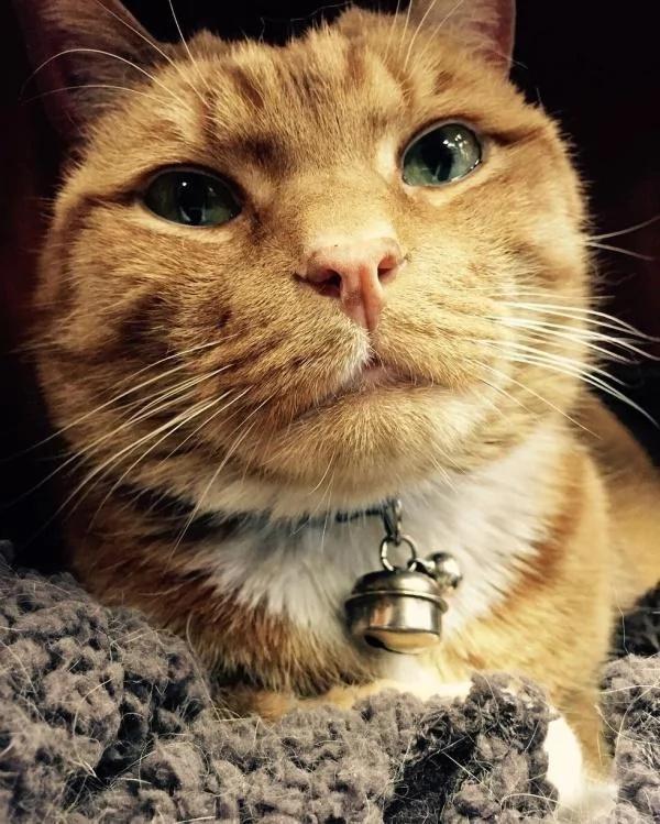 杂货店老板收养一只猫咪 猫咪为老板打工九年 成活体招财猫!